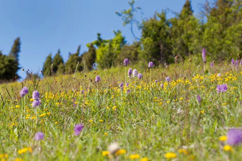 Kalkmagerrasen im Diemeltal mit Dreizähnigen Knabenkraut
