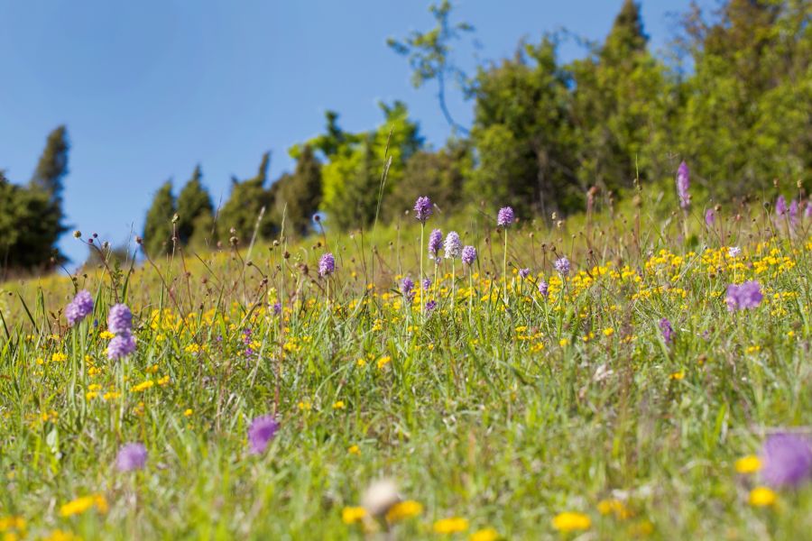 Kalkmagerrasen im Diemeltal mit Dreizähnigen Knabenkraut