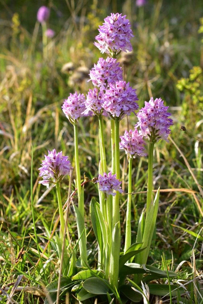 Dreizähniges Knabenkraut