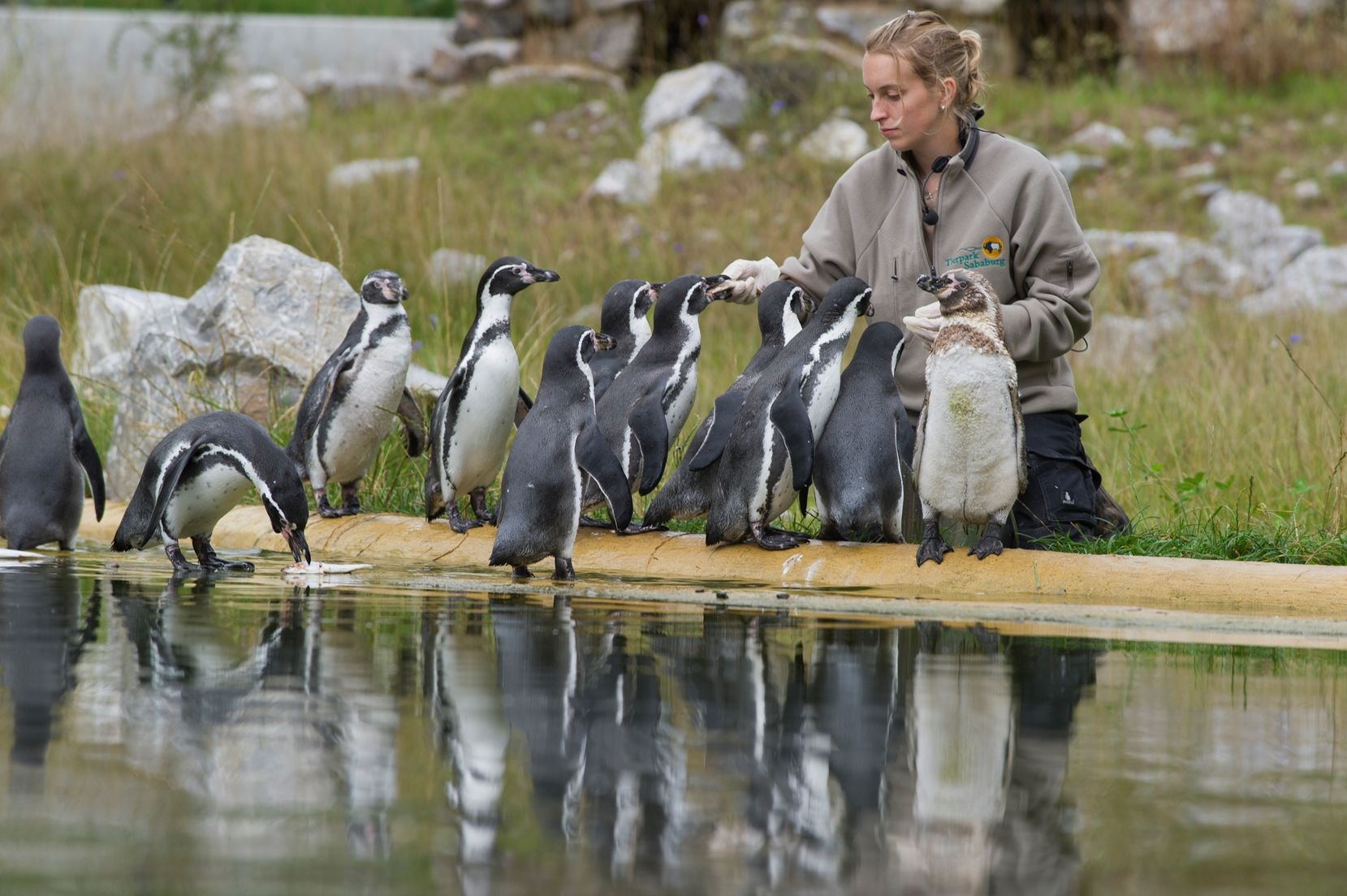 Tierschaufütterungen im Tierpark Sababurg