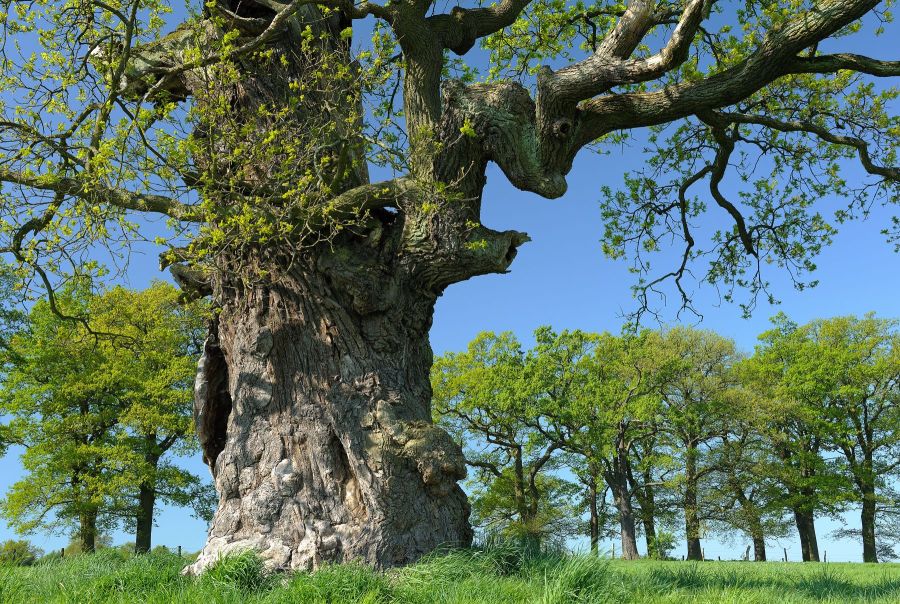 Hute-Eiche vor Allee im Reinhardswald