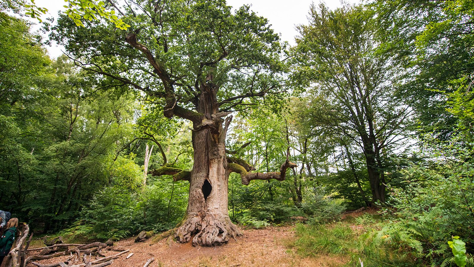 Kamineiche im Urwald Sababurg