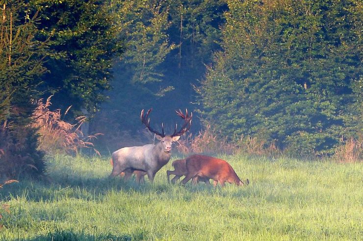 Weißes Rotwild_weiß_braun_J.Doerbecker-web