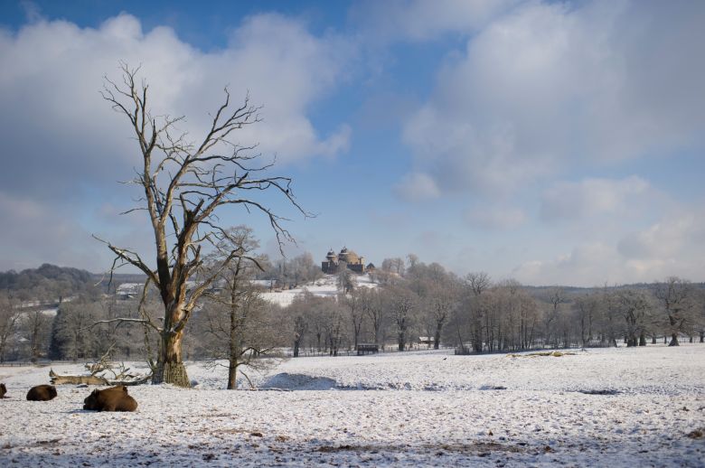 Winter im Tierpark Sababurg