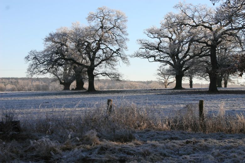 Winterwandern im Naturpark Reinhardswald
