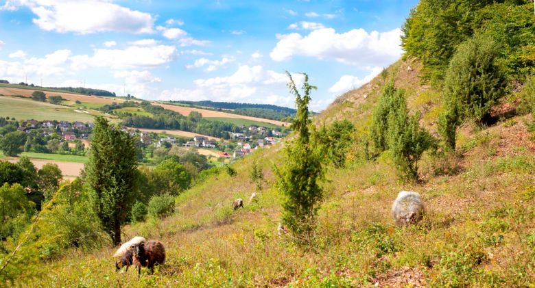 Kalkmagerrasen an den Eberschützer Klippen