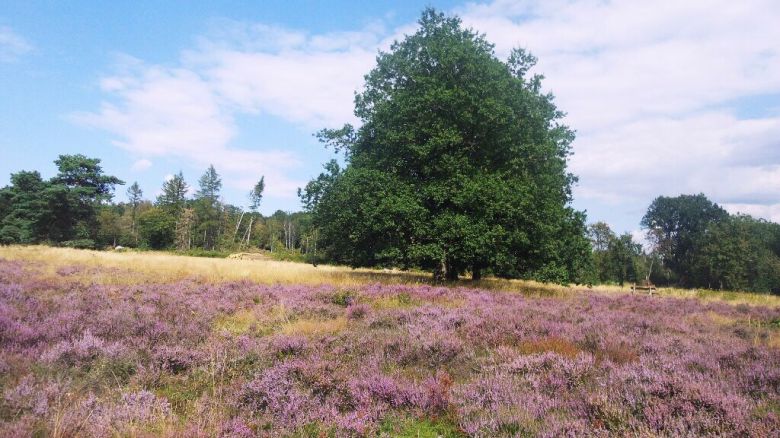 Heideflächen bedürfen Pflege